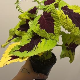 Photo of the plant species Kong Scarlet by @SmoothHope66 named Plato on Greg, the plant care app