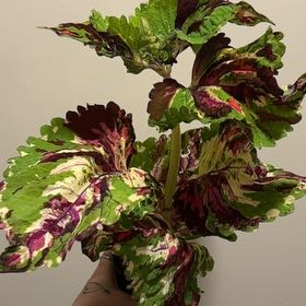 Photo of the plant species Coleus 'Kong Mosaic' by @SmoothHope66 named Marilyn on Greg, the plant care app