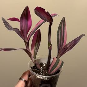 Photo of the plant species Pink Stripe Spiderwort by @SmoothHope66 named Figyonce on Greg, the plant care app