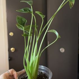 Photo of the plant species Tiny Dancer by @SmoothHope66 named Elton John on Greg, the plant care app