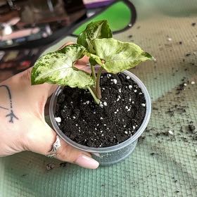 Photo of the plant species Syngonium Pixie by @SmoothHope66 named Gaga on Greg, the plant care app