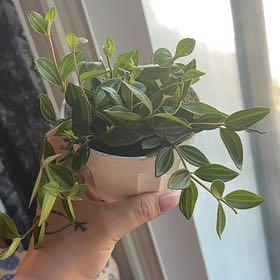 Photo of the plant species Rocca Verde by @SmoothHope66 named Funky Frog on Greg, the plant care app