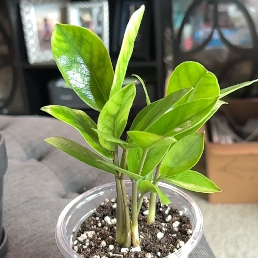 Photo of the plant species Chameleon ZZ Plant by @SmoothHope66 named Remington on Greg, the plant care app