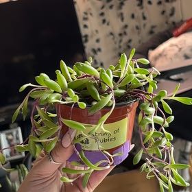 Photo of the plant species ruby necklace by @SmoothHope66 named Zeus on Greg, the plant care app