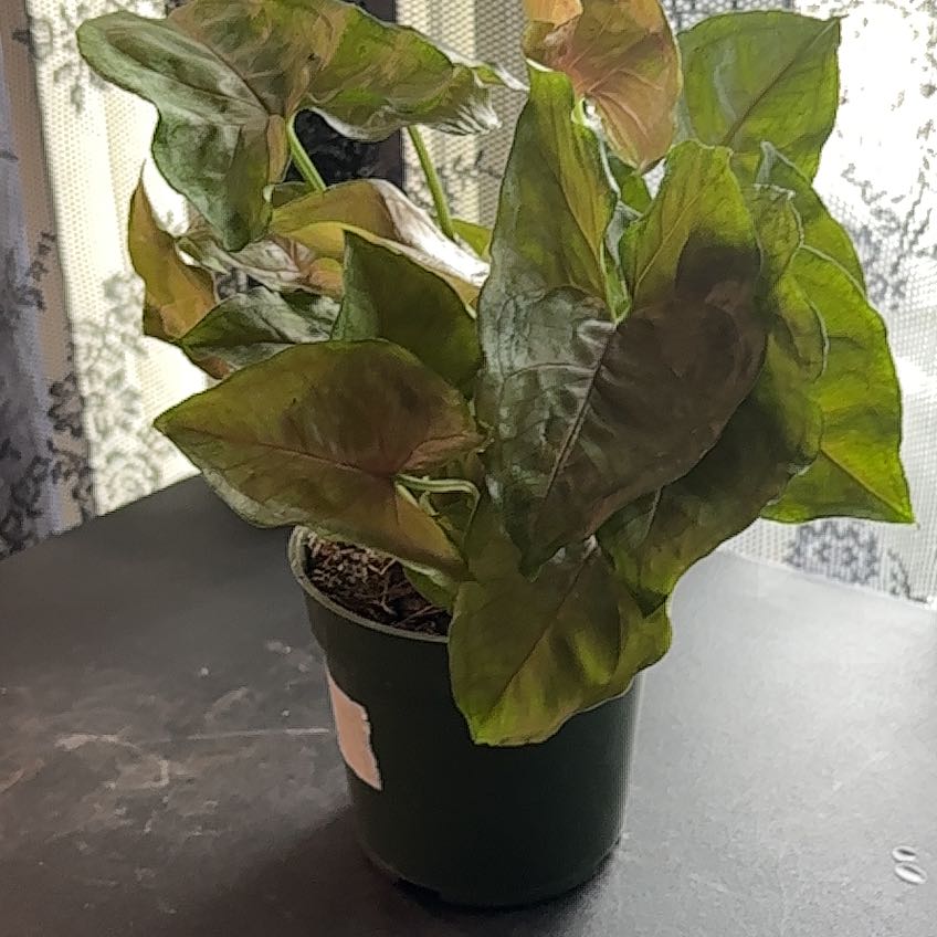 Photo of the plant species Syngonium 'Merry Maria' by @SmoothHope66 named Kesha on Greg, the plant care app