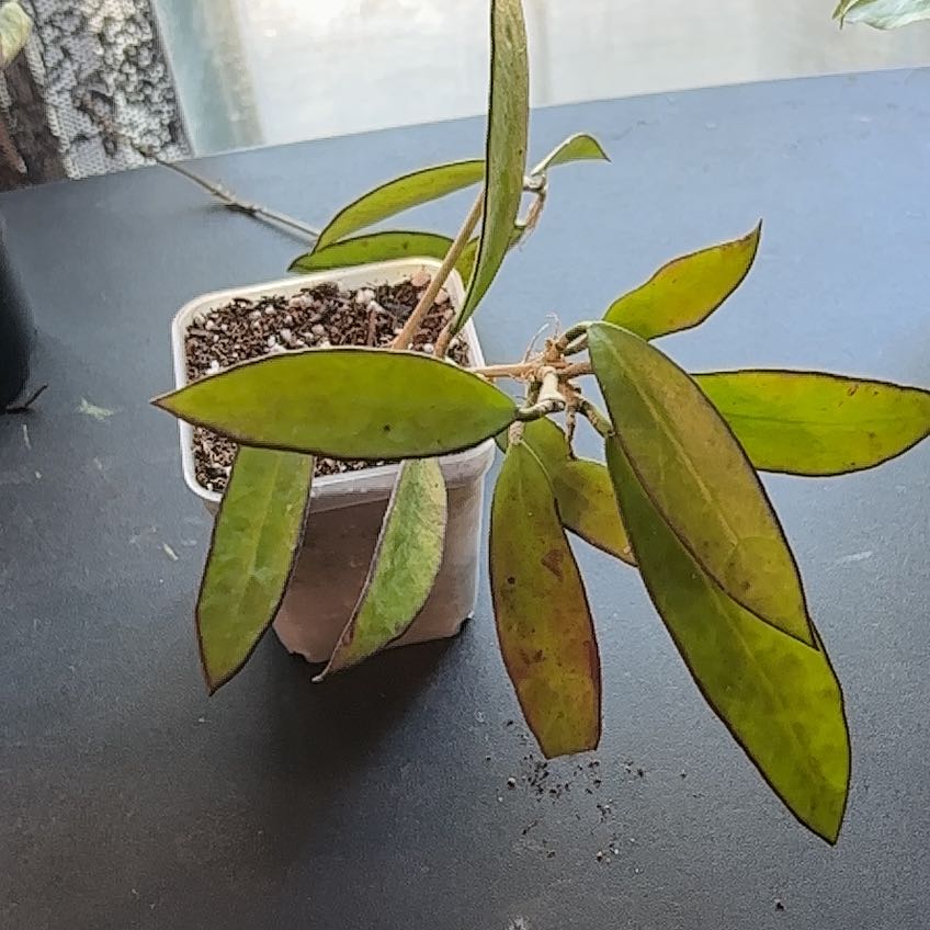 Photo of the plant species Hoya rosita 'Adrift' by @SmoothHope66 named Tupot amaroot on Greg, the plant care app