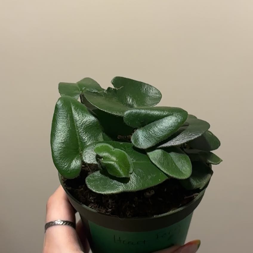 Photo of the plant species Heart Leaf Fern by @SmoothHope66 named Surya on Greg, the plant care app
