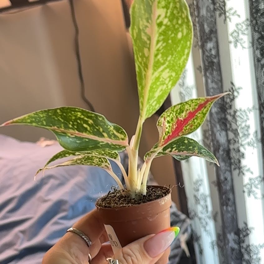 Photo of the plant species Aglaonema 'Night Sparkle' by @SmoothHope66 named Bodhi on Greg, the plant care app