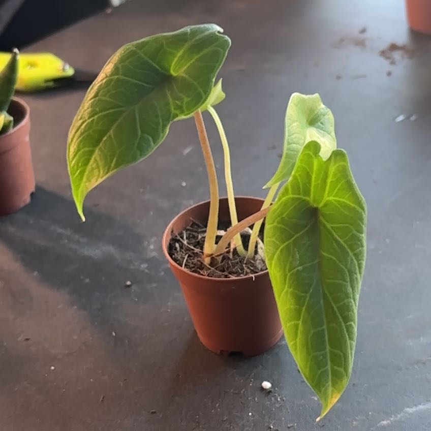 Photo of the plant species Alocasia Scalprum by @SmoothHope66 named Sonora on Greg, the plant care app
