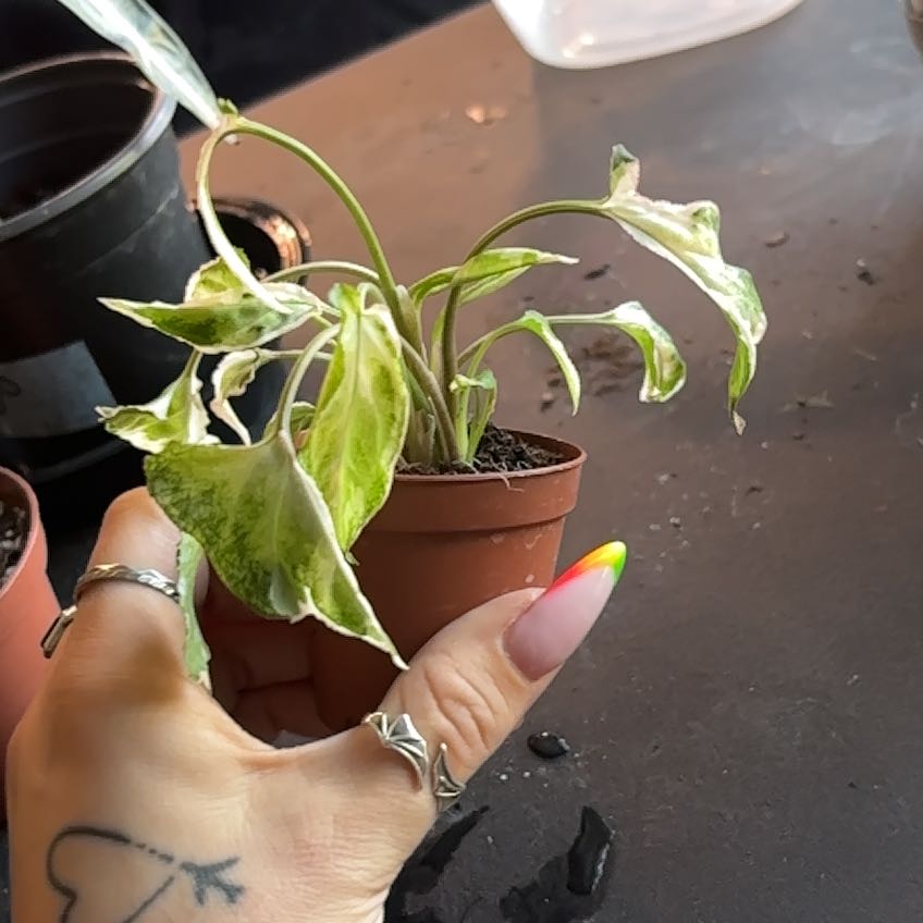 Photo of the plant species Syngonium Starlite by @SmoothHope66 named Michelle Branch on Greg, the plant care app