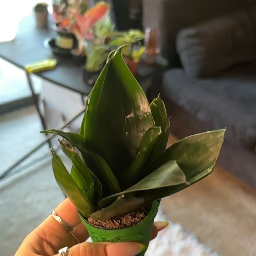 Photo of the plant species Sansevieria Black Dragon by @SmoothHope66 named Shakira on Greg, the plant care app