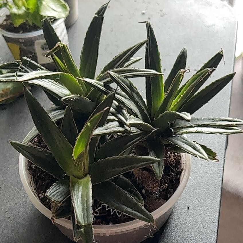 Photo of the plant species Queen Victoria Agave by @SmoothHope66 named Lavender on Greg, the plant care app