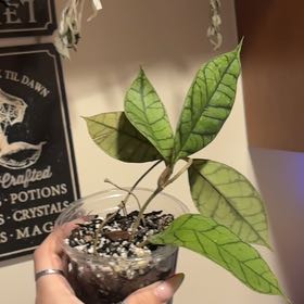 Photo of the plant species Stiff Leafed Hoya by @SmoothHope66 named Duke on Greg, the plant care app