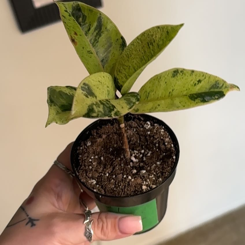 Photo of the plant species Ficus Shivereana by @SmoothHope66 named Diana on Greg, the plant care app