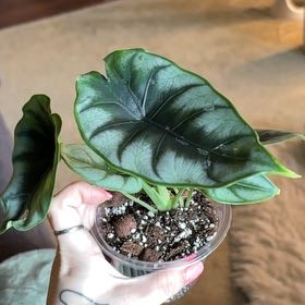 Photo of the plant species Alocasia Hannah by @SmoothHope66 named Mollie on Greg, the plant care app