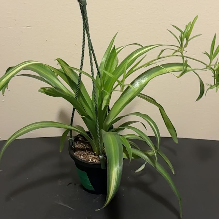 Photo of the plant species Hawaiian Spider Plant by @SmoothHope66 named Bruce Lee on Greg, the plant care app