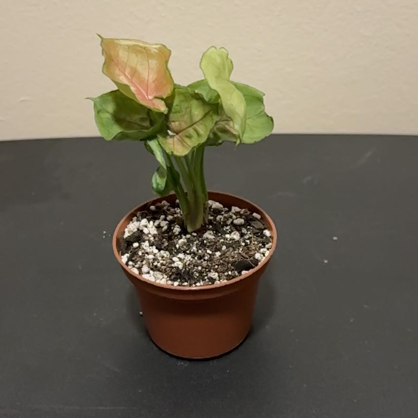 Photo of the plant species Berry Allusion Syngonium by @SmoothHope66 named Queen on Greg, the plant care app