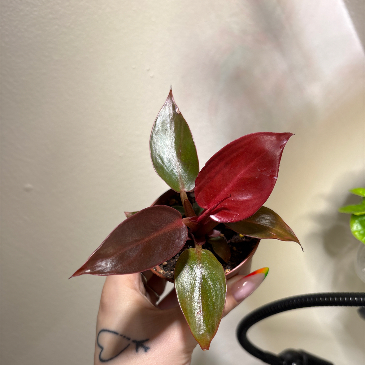 Photo of the plant species Philodendron Red Sun by @SmoothHope66 named Fernie Mercury on Greg, the plant care app
