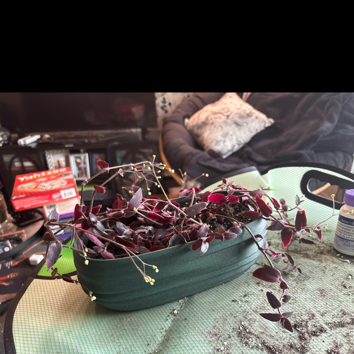 Photo of the plant species Gibasis 'Jose Puig' by @SmoothHope66 named Bieber on Greg, the plant care app