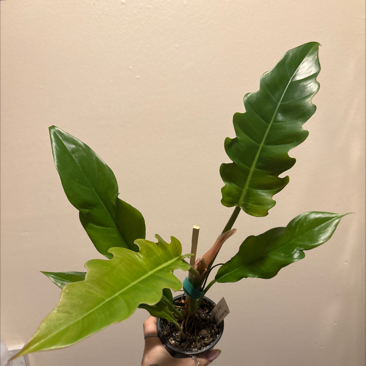 Photo of the plant species Tiger Tooth Philodendron by @SmoothHope66 named Tolkien on Greg, the plant care app