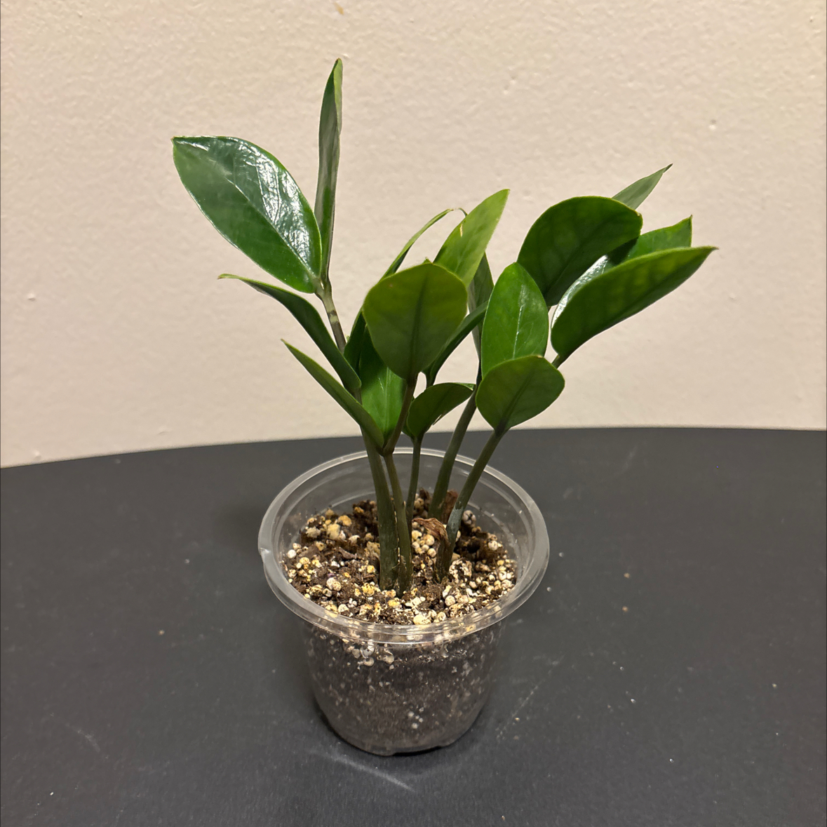 Photo of the plant species Chameleon ZZ Plant by @SmoothHope66 named Remington on Greg, the plant care app