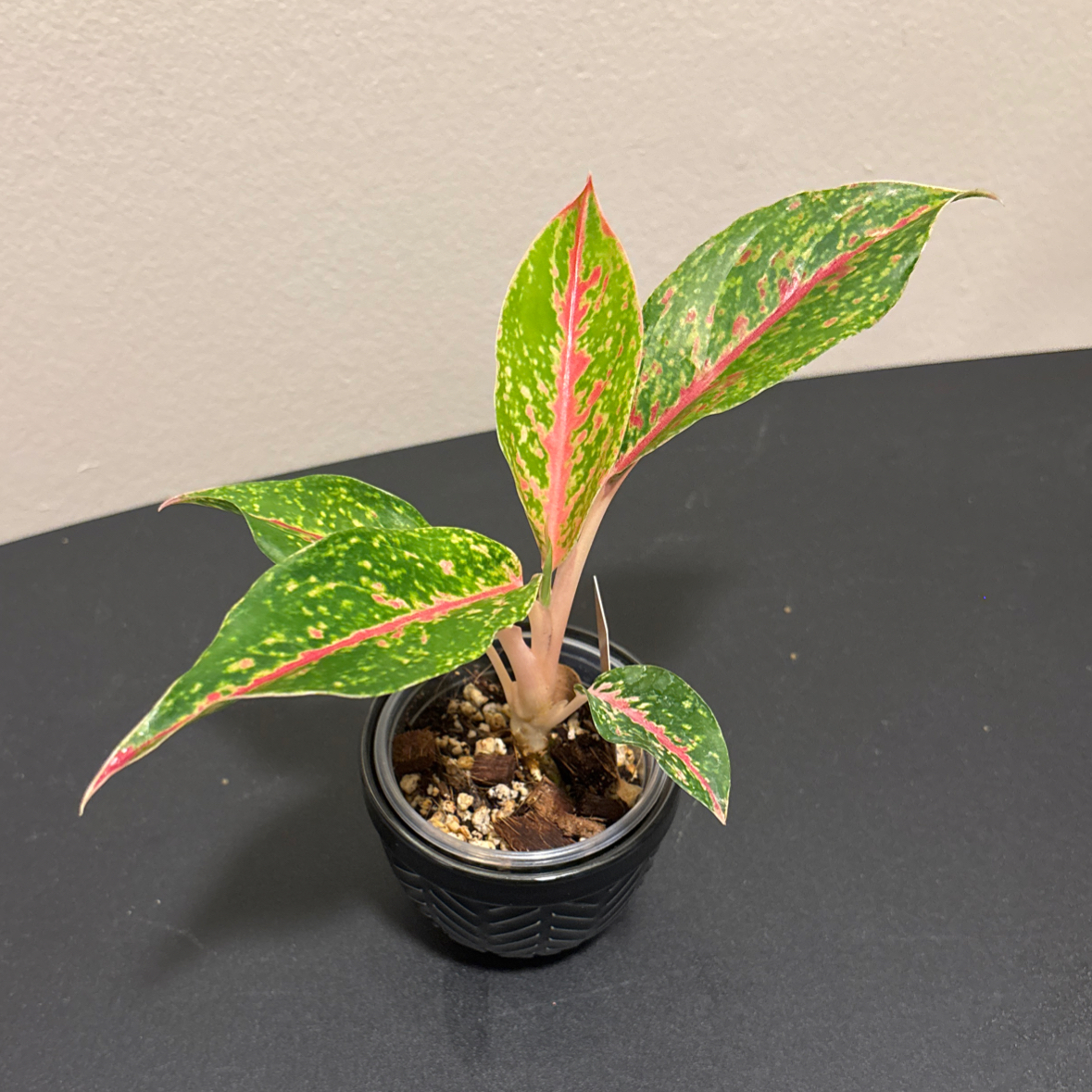 Photo of the plant species Aglaonema 'Night Sparkle' by @SmoothHope66 named Bodhi on Greg, the plant care app
