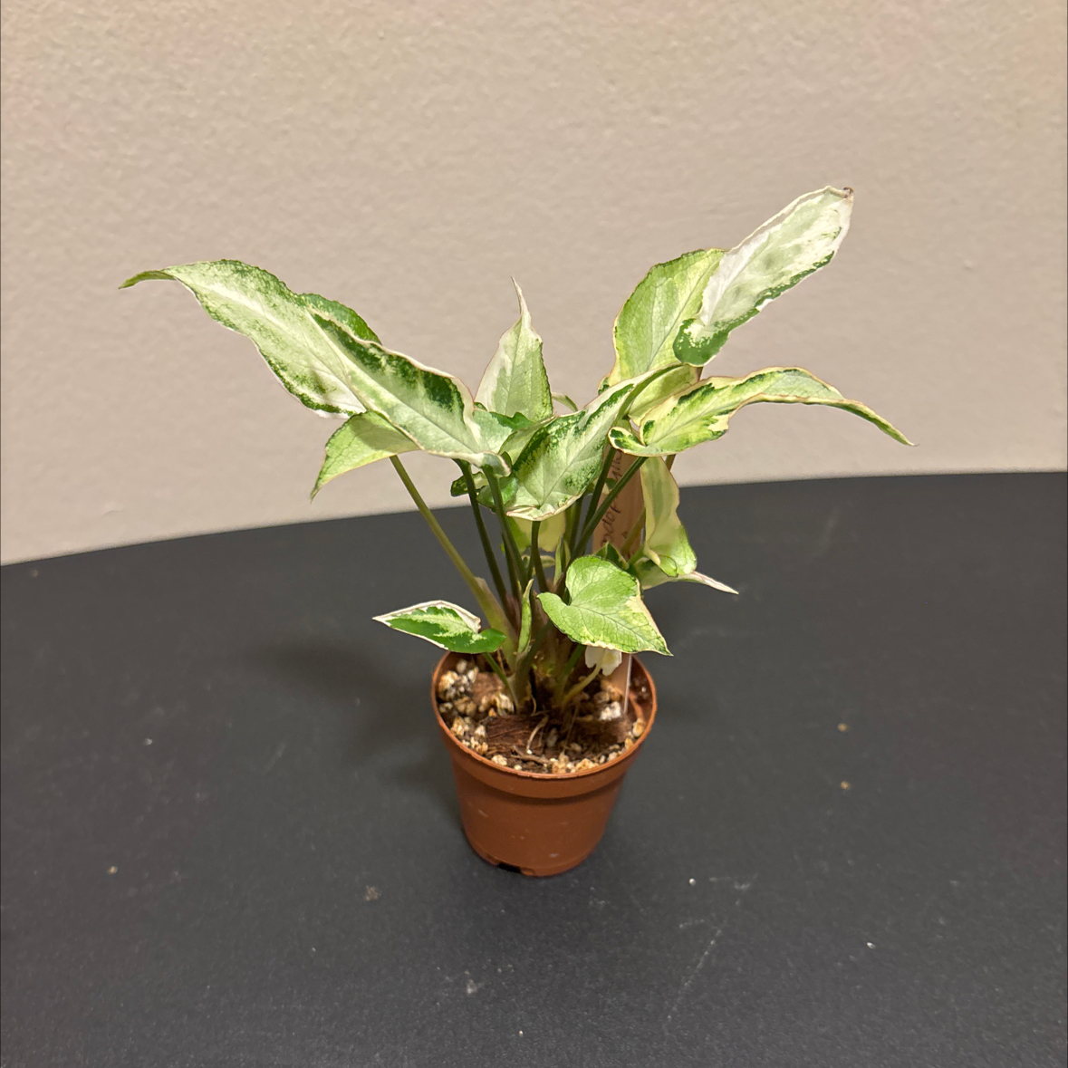 Photo of the plant species Syngonium Starlite by @SmoothHope66 named Michelle Branch on Greg, the plant care app