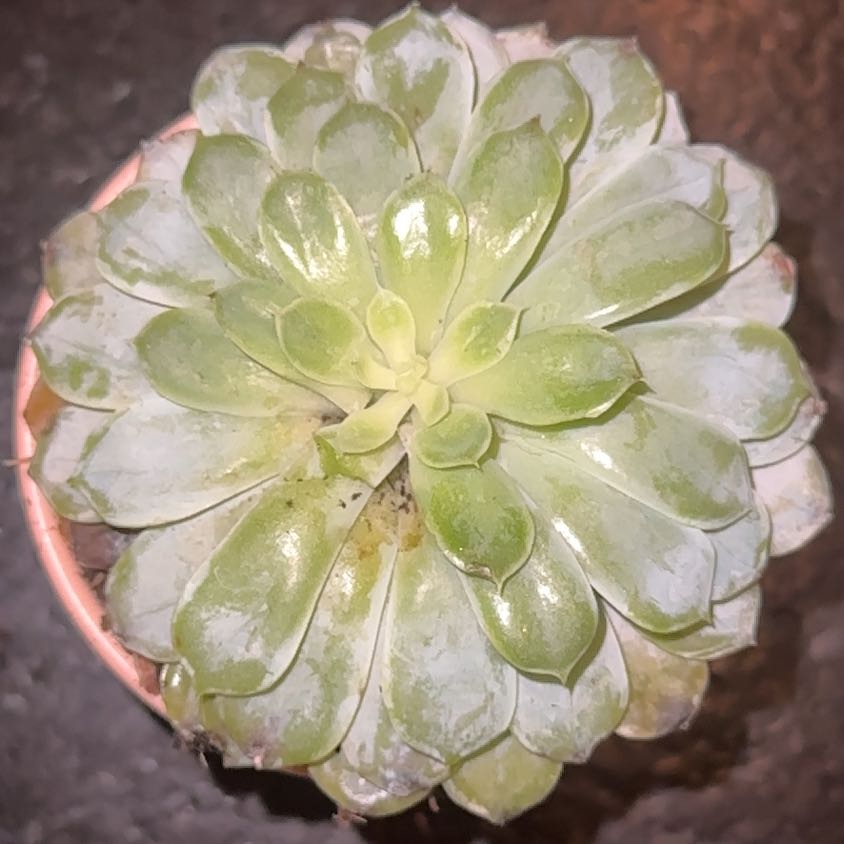Photo of the plant species Echeveria 'Arctic Ice' by @WorkhorseAster named Echie on Greg, the plant care app