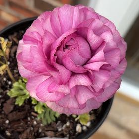 Photo of the plant species Ranunculus Asiaticus by @FullAgave80 named Allie on Greg, the plant care app