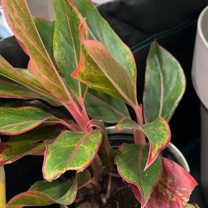 Photo of the plant species Aglaonema by @MarvelRuby92 named Coco on Greg, the plant care app