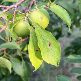 Photo of the plant species American Plum by @HeadGreen87 named Delilah on Greg, the plant care app