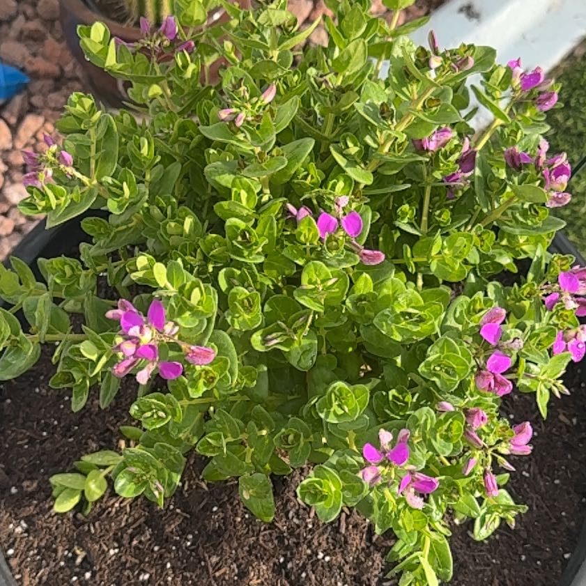 Photo of the plant species Myrtle-Leaf Milkwort by @SolidlyPandan94 named Drake on Greg, the plant care app