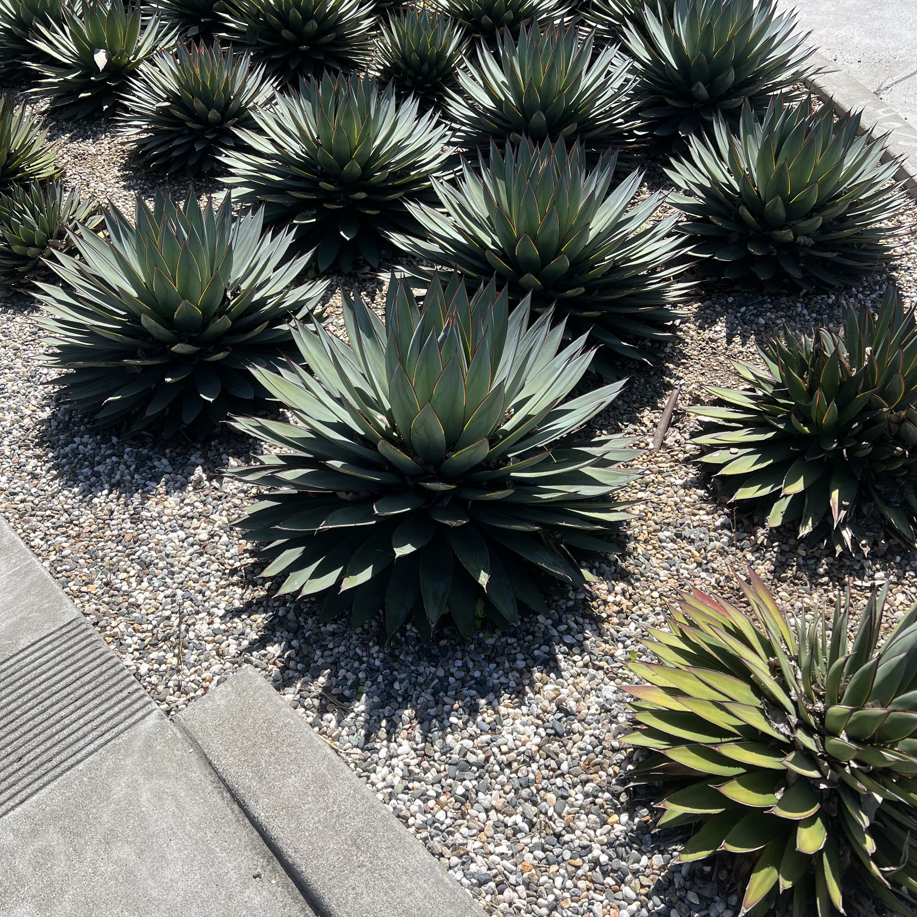 Photo of the plant species Coastal Agave by @HoorayGalega15 named Rihanna on Greg, the plant care app