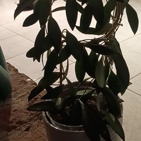 Photo of the plant species Hota Rosita by @TidyKanono26 named Elina on Greg, the plant care app