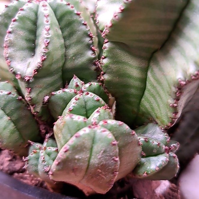 Photo of the plant species Euphorbia anoplia by @ZestWaxivy25 named Sigmund on Greg, the plant care app