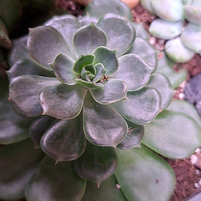 Photo of the plant species Elfstone by @ZestWaxivy25 named Bodhi on Greg, the plant care app