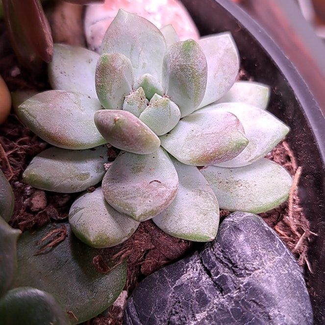 Photo of the plant species Sedeveria 'Lilac Mist' by @ZestWaxivy25 named Naomi on Greg, the plant care app