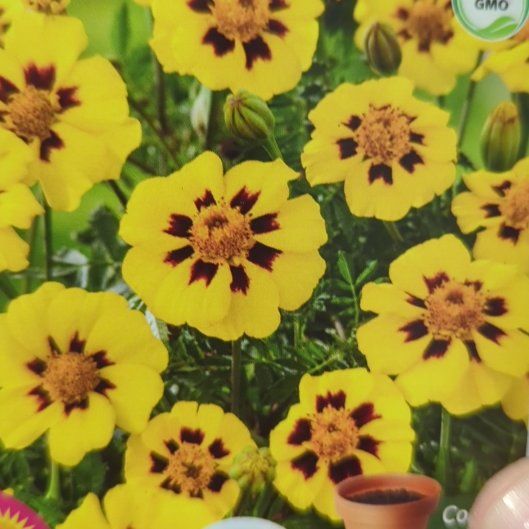 Photo of the plant species French Marigold 'Dainty Marietta' by @FitPlain29 named Curie on Greg, the plant care app