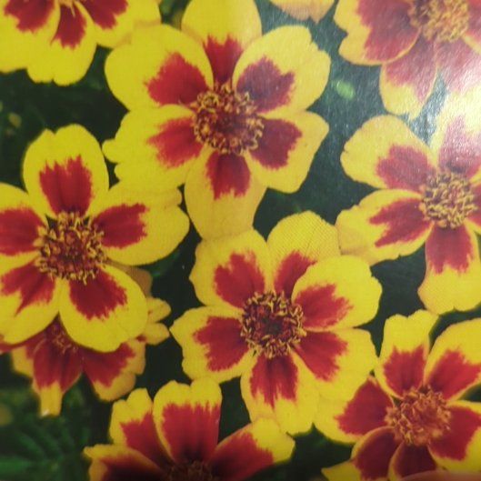 Photo of the plant species Naughty Marietta Marigold by @FitPlain29 named Surya on Greg, the plant care app