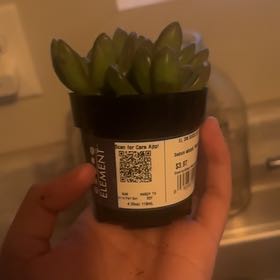 Photo of the plant species Sedum adolphi 'Marmalade' by @BetterCorncob98 named Tupot amaroot on Greg, the plant care app