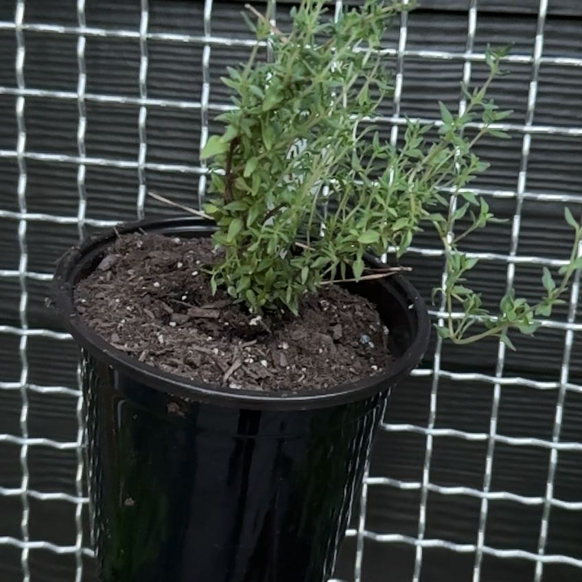Photo of the plant species French Thyme by @RewardingCat named Xena on Greg, the plant care app