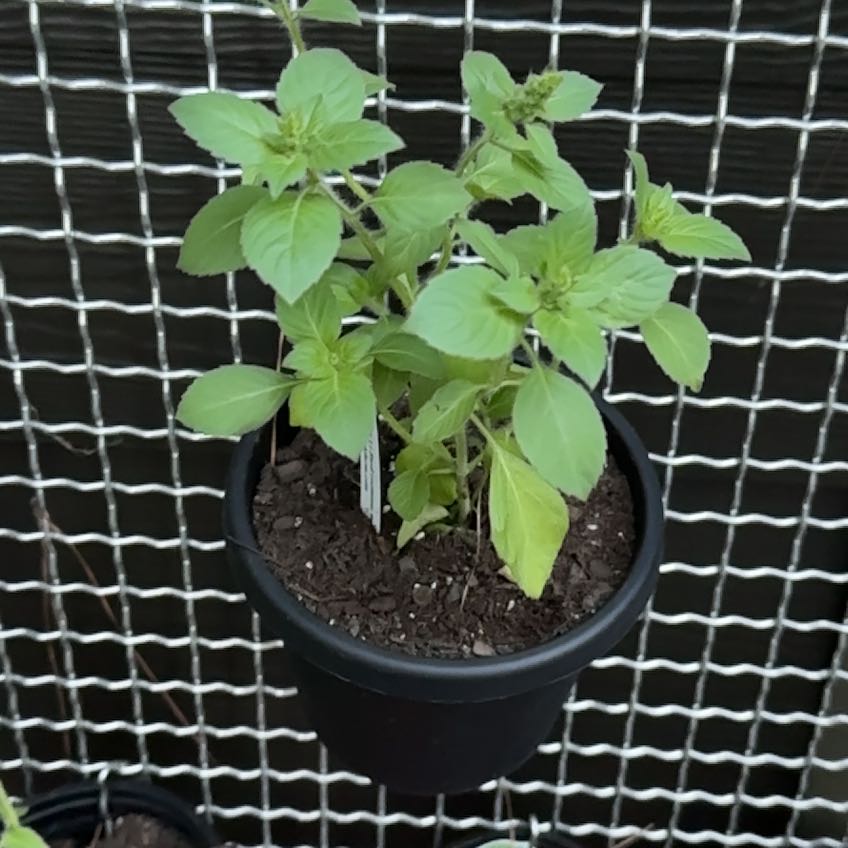 Photo of the plant species Holy Basil (Tulsi) by @RewardingCat named Tolkien on Greg, the plant care app