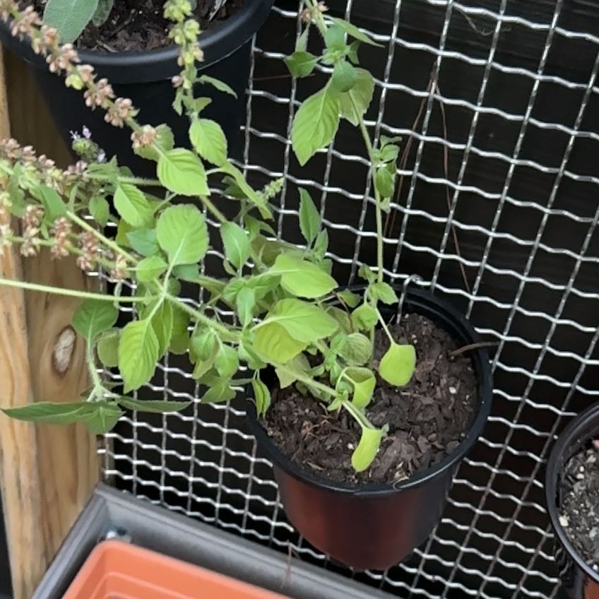 Photo of the plant species Holy Basil (Tulsi) by @RewardingCat named Dolores on Greg, the plant care app