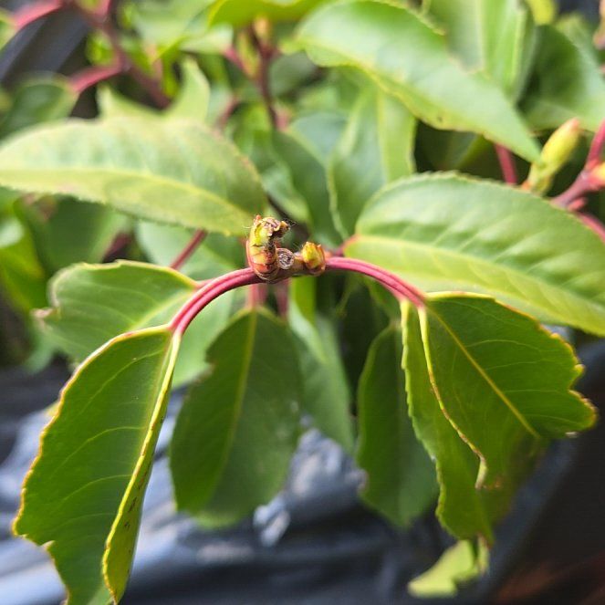 Photo of the plant species Portugal Laurel by @SirBonsai77 named Kylie on Greg, the plant care app