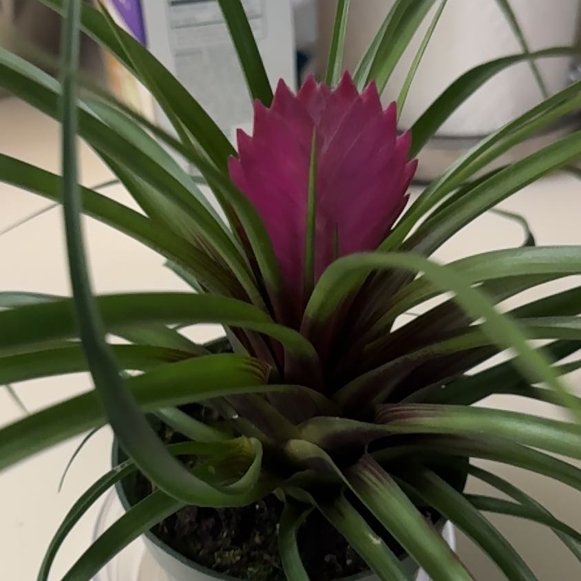 Photo of the plant species Bromeliad Antonio Pink by @NobleSedge20 named Aristotle on Greg, the plant care app