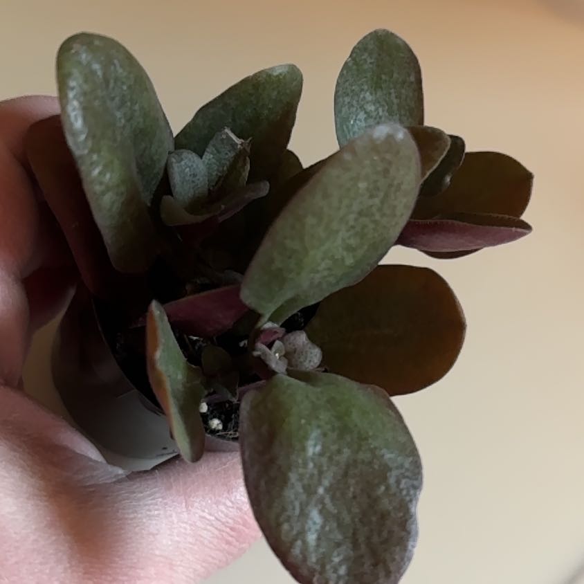 Photo of the plant species Crassula multicava 'Bleeding Heart' by @NobleSedge20 named Eva on Greg, the plant care app