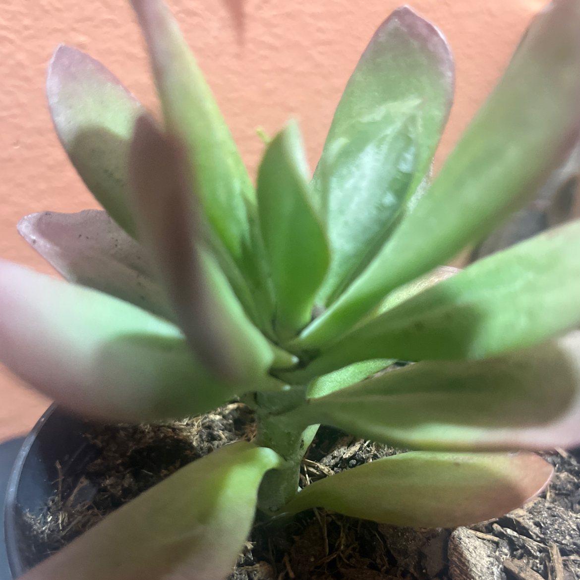 Photo of the plant species Kalanchoe 'Little Dragon' by @KeyPunanova36 named Nimbus on Greg, the plant care app