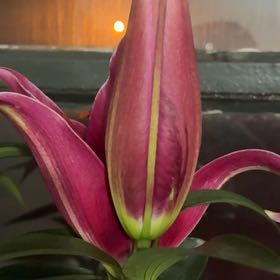 Photo of the plant species Lily 'Sunny Keys' by @ReveredChisme50 named Eloise on Greg, the plant care app