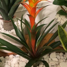 Photo of the plant species Red Bromelaid by @FabSapote26 named Curie on Greg, the plant care app