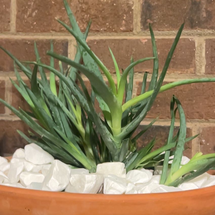Photo of the plant species Blue Leaf Aloe by @FabSapote26 named Harmony on Greg, the plant care app